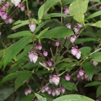 Strobilanthes lupulina Nees